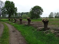 Wilgen geknot!