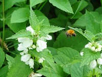 De hommel van bloem tot bloem!