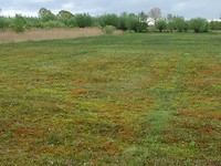Open veld!