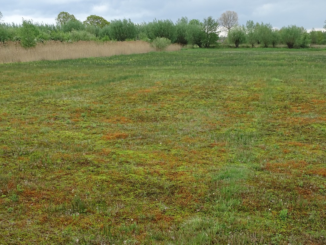 Open veld!
