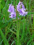 Wilde Hyacinth!