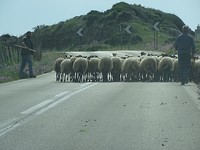 Herders met schaapskudde!