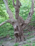 Aparte bomen!
