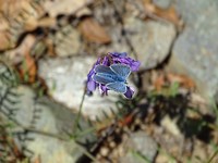 Blauwtje!