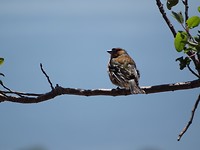 Vink!