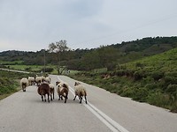 Ook veel schapen!