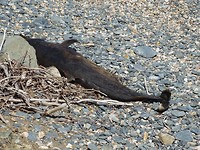 Dode dolfijn op het strand!