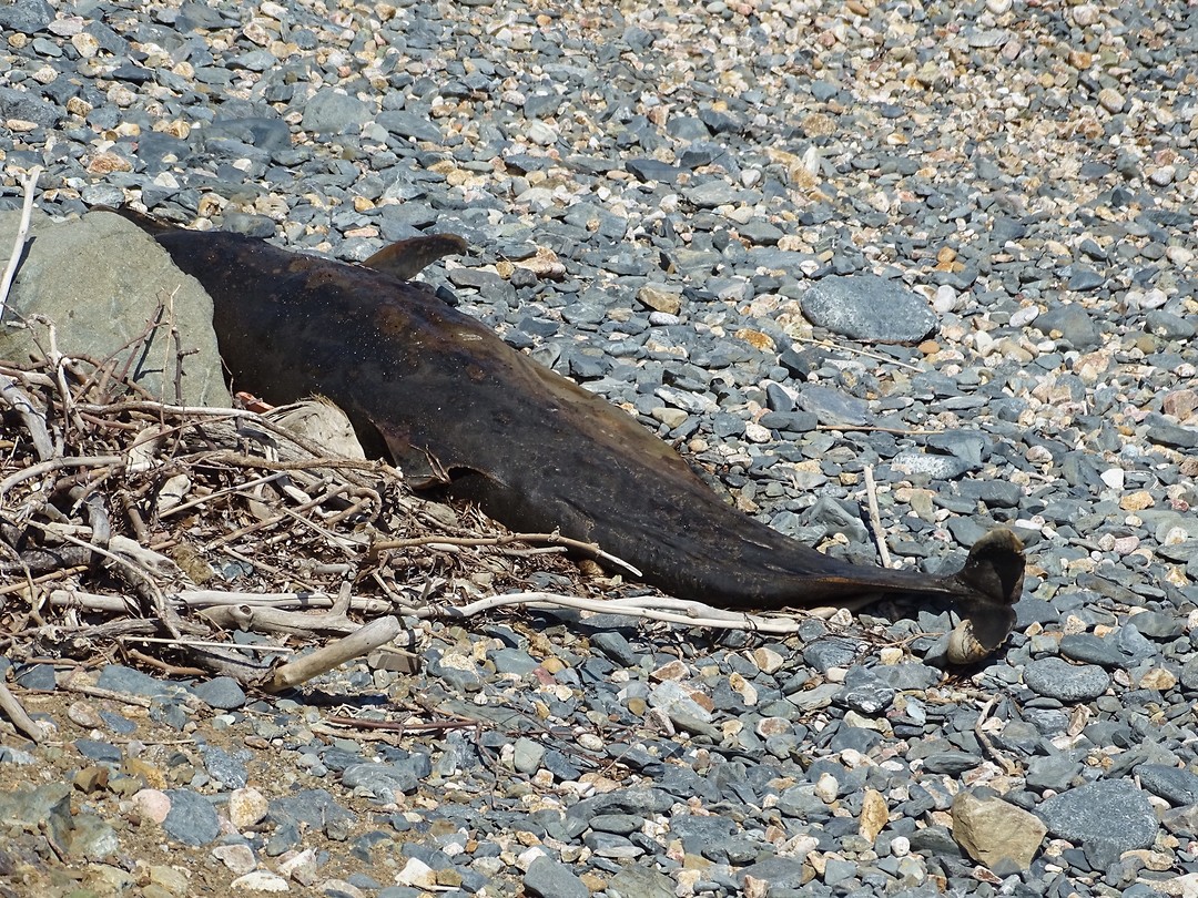 Dode dolfijn op het strand!