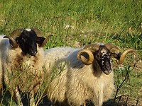 Mooie rammen!
