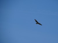 Roofvogel!