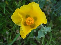 Gele Hoornpapaver!