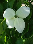 Blommetje!