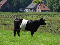 Een zwarte!