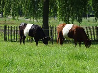 En ook een rode!