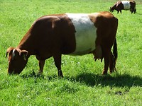 Onverstoorbaar koebeest!