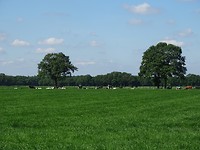 Grote kudde!