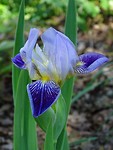 Soort Iris!