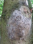 Het nest van de eikenprocessierups!