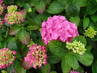 Hortensia!