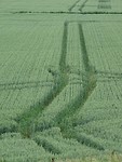 Graanveld langs de Groenendijk!