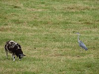 Schaap en Reiger!