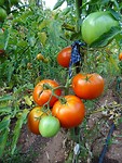 Heerlijke zoete tomaten!