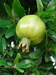 Nog groene granaatappel!