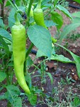 Groene pepers!