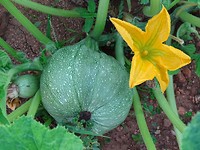 Pompoenen!