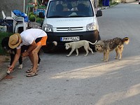 Honden eten geven!