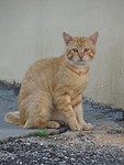 Poes!