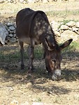 Ezel op Chios!
