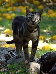Poes in sinaasappelboomgaard!