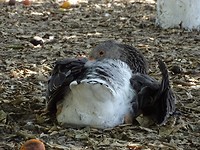 Griekse Gans!