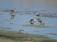 Watervogeltjes!
