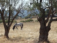 Veel paarden rond Agios Paraskevi!