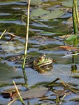 Kikker in de poel!
