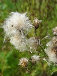 Uitgebloeide distel!
