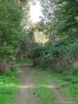 Lopen wilde zwijnen in dit bos!