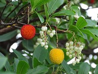 Aardbeienboom!