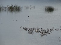 Paradijs voor vogelaars!