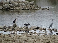 Vijf soorten vogels!