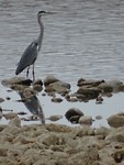 Blauwe Reiger!