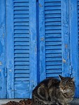 Griekse poes in Kato Gatzea!