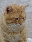 Griekse Kater!
