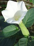 Bloem giftige doornappel!