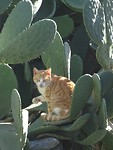 Griekse kat!