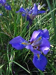 Wilde Iris!