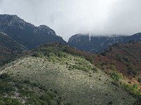 Vasilikis Forest!