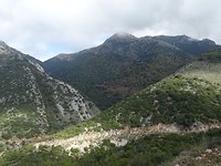 Vasilikis Forest!